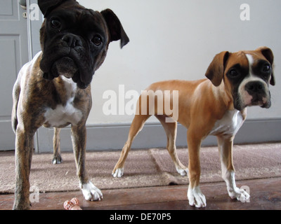 zwei Boxer-Hunde Stand am Anfang der Treppe mit niedlichen Gesichtern in die Kamera schaut Stockfoto