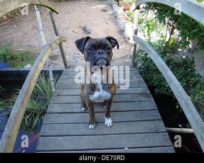 einen männlichen jungen Boxer Hund sitzt auf der Holzbrücke im Garten Stockfoto