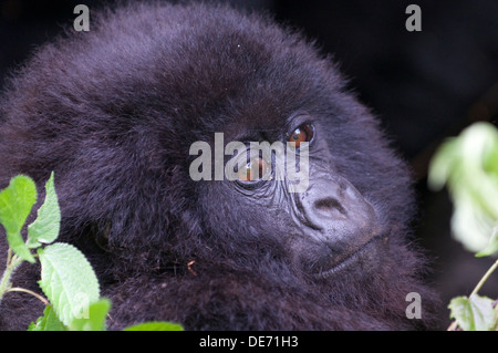 Sehr junges Baby Gorilla in sanften Kontemplation Virunga Regen Wald Mountain National Park Kinigi Ruanda Stockfoto