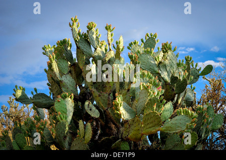 Wüste von Arizona Stachelige Birne Kaktus in Blüte Opuntia engelmannii Stockfoto