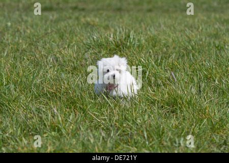 Cute verloren Malteser Welpen Hund sitzt lange Gras Stockfoto