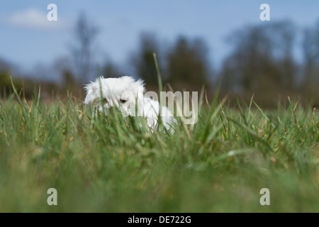 Cute verloren Malteser Welpen Hund sitzt lange Gras Stockfoto