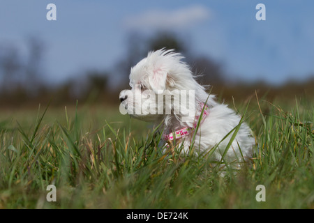 Cute verloren Malteser Welpen Hund sitzt lange Gras Stockfoto