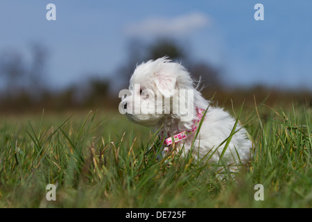 Cute verloren Malteser Welpen Hund sitzt lange Gras Stockfoto