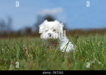 Cute verloren Malteser Welpen Hund sitzt lange Gras Stockfoto