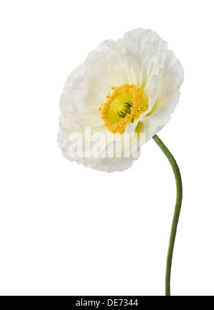 Einzigen weißen Mohn isoliert auf weißem Hintergrund Stockfoto