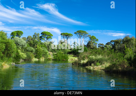 Australische grüne Parklandschaft mit schönem Baumbestand und Teich Stockfoto