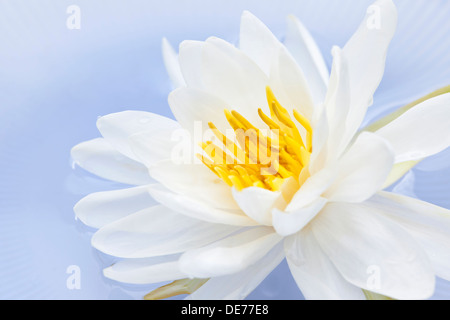 Weiße Lotusblüte oder schwimmende Seerose Stockfoto