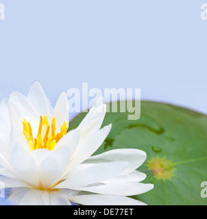 Weiße Lotusblüte oder Seerose schwimmende mit Textfreiraum Stockfoto