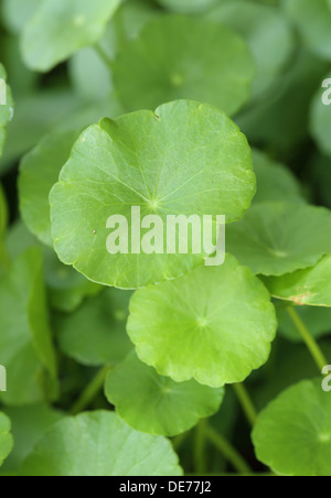 Nahaufnahme von Centella Asiatica Pflanze Stockfoto