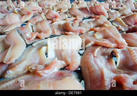 Die Erhaltung der Trockenfisch Schlangenkopf mit Sonne. Stockfoto