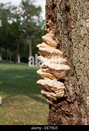 Baumpilzen, aka Regal Pilze, wachsende auf Maple Tree Trunk (Halterung Pilz, Regal Pilz) - USA Stockfoto