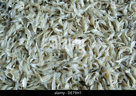 Die Erhaltung der Trockenfisch Rasbora Heteromorpha mit Sonne. Stockfoto