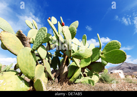 Stachelige Birne Kaktus Pflanze in einem Feld Stockfoto