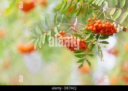 rote Beeren Rowan im Herbst Garten Stockfoto