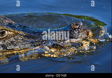 Brasilien, Pantanal: Abteilungsleiter ein Yacare Kaiman (Caiman Yacare) im Wasser Stockfoto