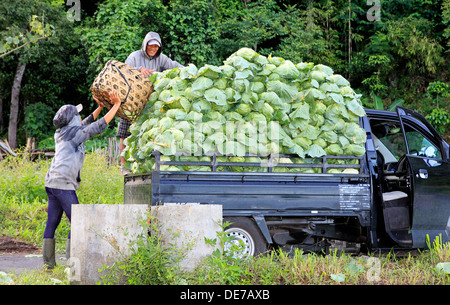 Bauern laden Kohl in einen kleinen Lastwagen, Lake Batur, Bali, Indonesien Stockfoto