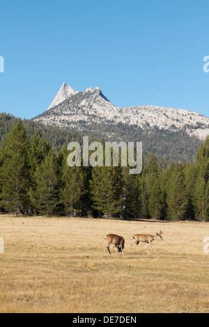 Schwarzwild (Böcke) Beweidung in Tuolumne Meadows Teil des hohen Landes in Yosemite Nationalpark, Kalifornien Stockfoto