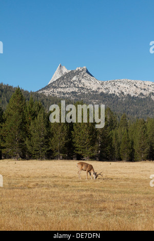 Eine wilde Rehe (Buck) Beweidung in Tuolumne Meadows Teil des hohen Landes in Yosemite Nationalpark, Kalifornien Stockfoto