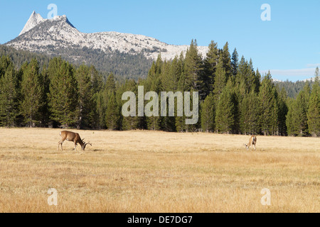 Schwarzwild (Böcke) Beweidung in Tuolumne Meadows Teil des hohen Landes in Yosemite Nationalpark, Kalifornien Stockfoto