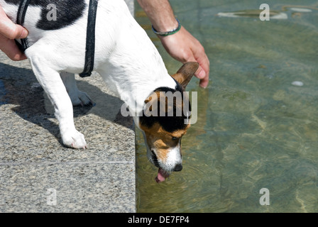 Berlin, Deutschland, ein Jack Russell Terrier aus einem Brunnen zu trinken Stockfoto