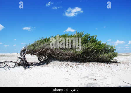 Der faule Baum in Jericoacoara, Brasilien Stockfoto