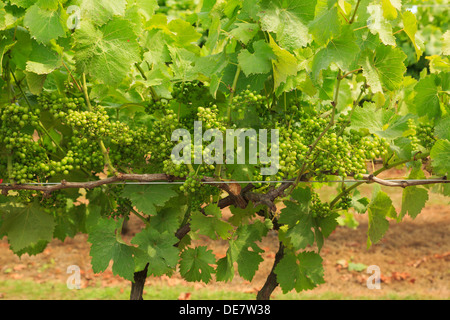 Reife Trauben von Weißweintrauben auf Reben wachsen in einem Weinberg im Spätsommer Biddenden, Kent, England, UK, Großbritannien Stockfoto