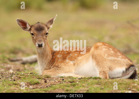 Hind Damhirsche (Dama) entspannen Sie sich auf einer Lichtung Stockfoto