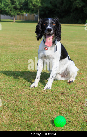 Ein erwachsener reinrassige Schwarze und Weiße English Springer Spaniel hund in einem Park eifrig für jemand einen Ball werfen saß. Hund wartet geduldig. Großbritannien, Großbritannien Stockfoto
