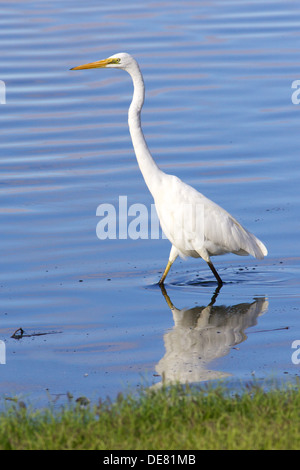 Distibuted durch einen Großteil der tropischen und warmen gemäßigten Regionen der Welt, dieser Silberreiher wurde in Australien gesehen. Stockfoto