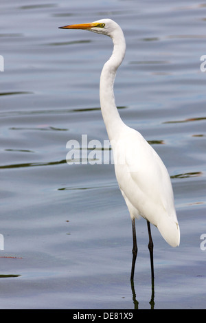 Distibuted durch einen Großteil der tropischen und warmen gemäßigten Regionen der Welt, dieser Silberreiher wurde in Australien gesehen. Stockfoto