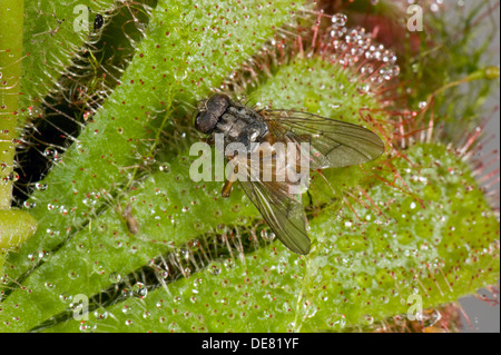 Eine Fliege gefangen auf der klebrigen Haaren ein Sonnentau, Drosera Aliciae, eine Carniverous Pflanze von Mooren und Sümpfen Stockfoto