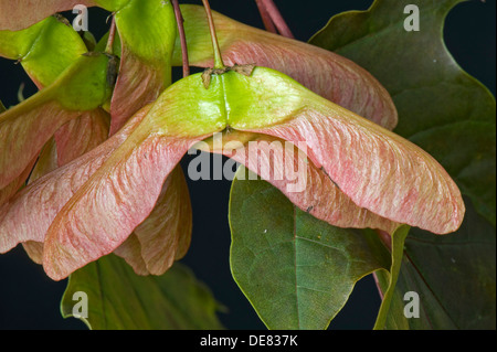 Samen, Hubschrauber oder Tasten und ornamentalen roten rotblättrige Ahorn, Acer, Stockfoto