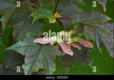 Samen, Hubschrauber oder Tasten und ornamentalen roten rotblättrige Ahorn, Acer, Stockfoto