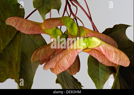 Samen, Hubschrauber oder Tasten und ornamentalen roten rotblättrige Ahorn, Acer, Stockfoto