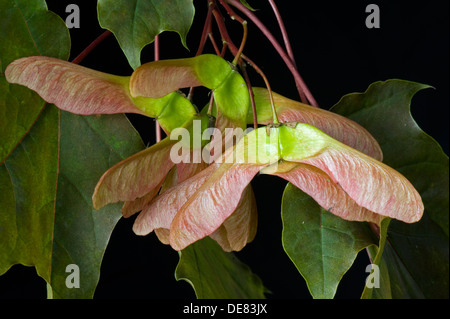 Samen, Hubschrauber oder Tasten und ornamentalen roten rotblättrige Ahorn, Acer, Stockfoto