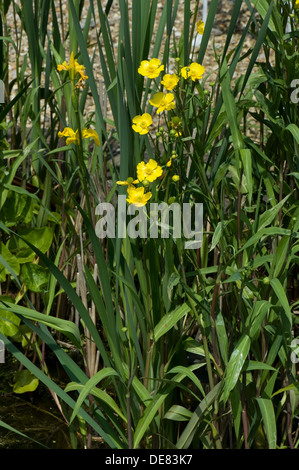 Größere Spearwort, Ranunculus Lingua, Blüte in einem Gartenteich Stockfoto