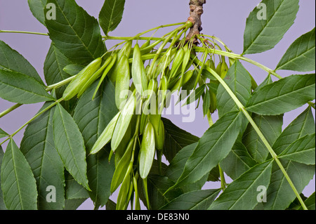 Samen oder Früchte einer Esche, Fraxinus Excelsior, bekannt als Schlüssel Stockfoto