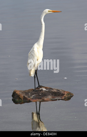 Distibuted durch einen Großteil der tropischen und warmen gemäßigten Regionen der Welt, dieser Silberreiher wurde in Australien gesehen. Stockfoto