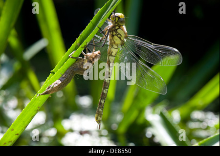 Eine südliche Hawker Libelle, Aeshna Cyanea, entsprang seine Exuvia auf dem Blatt eines Wasser-Soldaten in einem Gartenteich neu Stockfoto