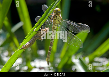 Eine südliche Hawker Libelle, Aeshna Cyanea, entsprang seine Exuvia auf dem Blatt eines Wasser-Soldaten in einem Gartenteich neu Stockfoto