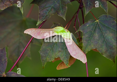 Samen, Hubschrauber oder Tasten und ornamentalen roten rotblättrige Ahorn, Acer, Stockfoto