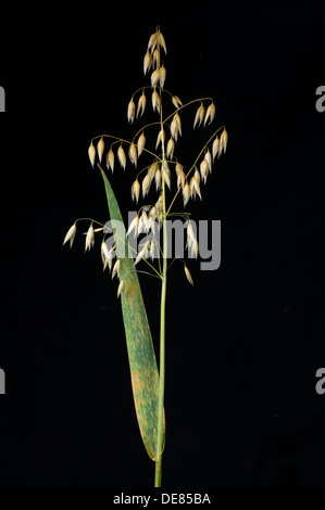 Hafer-Krone Rost, Puccinia Coronata, auf Hafer Fahnenblatt Stockfoto