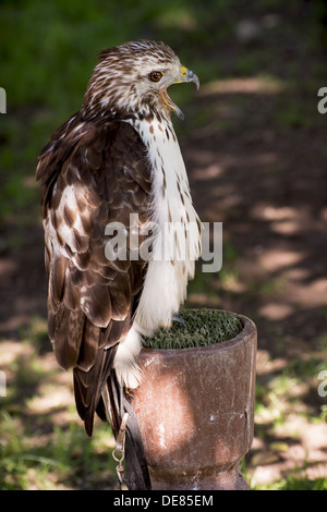Rot - angebundener Falke (Buteo Jamaicensis). Porträt voller Größe. Stockfoto