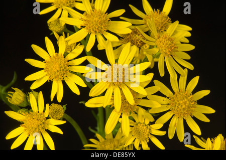 Kreuzkraut, Jacobaea Vulgaris, Blumen Stockfoto