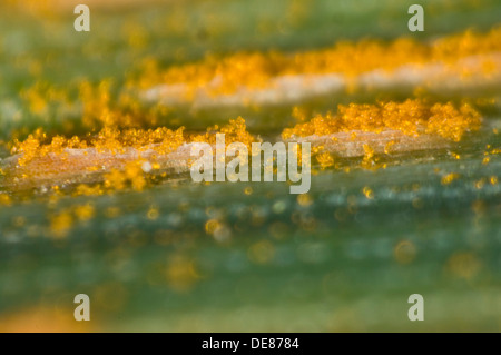 Mikrophotographie Hafer Krone Rost, Puccinia Coronata, Pusteln auf eine Hafer-Blatt Stockfoto