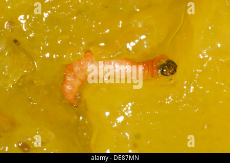 Pflaume Frucht Motte, Grapholita Funebrana, Raupe im beschädigten Pflaume Frucht Stockfoto