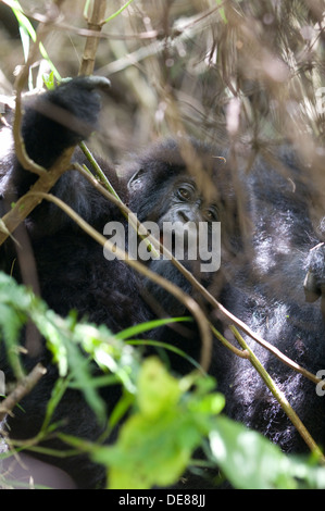 Sehr junges Baby Gorilla Mutter guckt durch das Unterholz Virunga Regen statt forest Mountain National Park Kinigi Ruanda Stockfoto