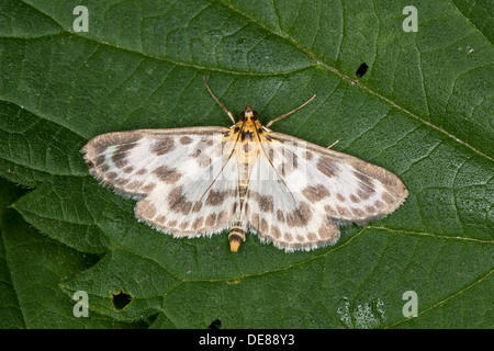 Kleine Elster, Brennnessel-Zünsler, Anania Hortulata, Eurrhypara Hortulata, Eurrhypara Urticata Eurrhypara urticalis Stockfoto