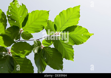 Rotbuche, Buche, Blatt, Blätter, Fayard, Rot-Buche, Rotbuche, Buche, Blatt, Blätter, Fagus Sylvatica, Hêtre Commun Stockfoto